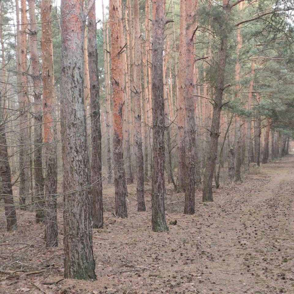 Działka rolna Górki Pierwsze. Zdjęcie 4