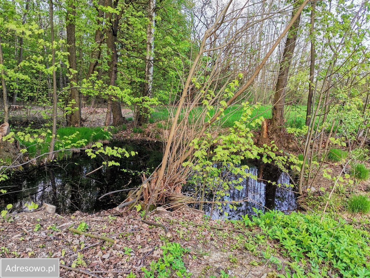 Działka siedliskowa Sobolew, ul. Żelechowska. Zdjęcie 2