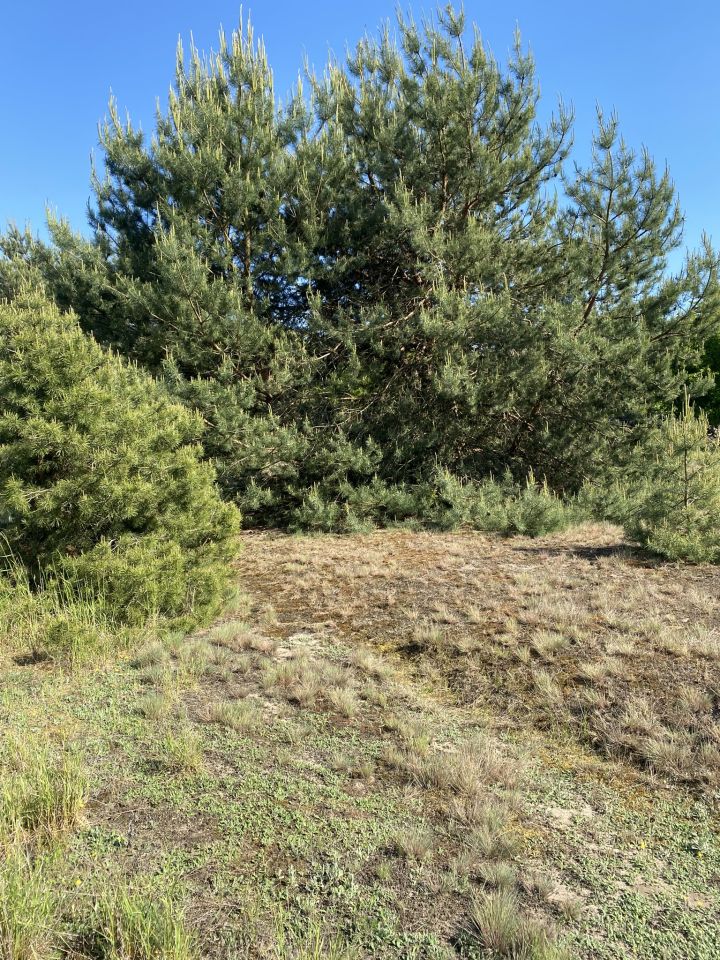 Działka rolno-budowlana Brzozówka. Zdjęcie 7