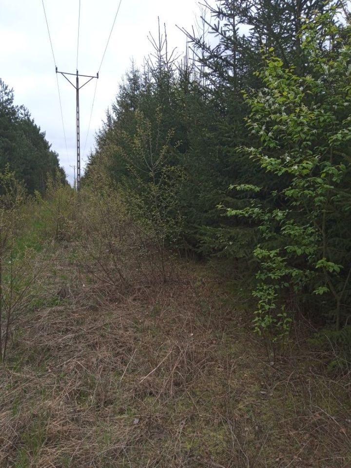 Działka leśna Siemiatycze. Zdjęcie 5