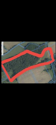 Działka leśna Grodziszcze. Zdjęcie 1