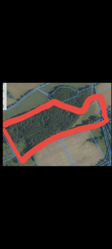 Działka leśna Grodziszcze. Zdjęcie 1