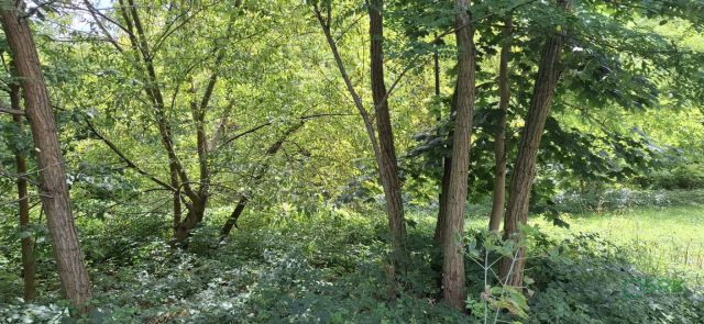 Działka inna Sosnowiec Niwka, ul. Adama Śliwki. Zdjęcie 3