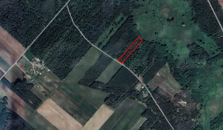 Działka leśna Albinów