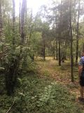 Działka leśna Krysk. Zdjęcie 3