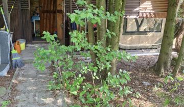 Działka rod Zamość, ul. Lipska