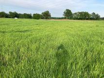 Działka rolna Brodno. Zdjęcie 1