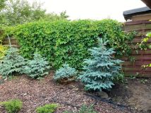 Działka rod Września, ul. Działkowców. Zdjęcie 2