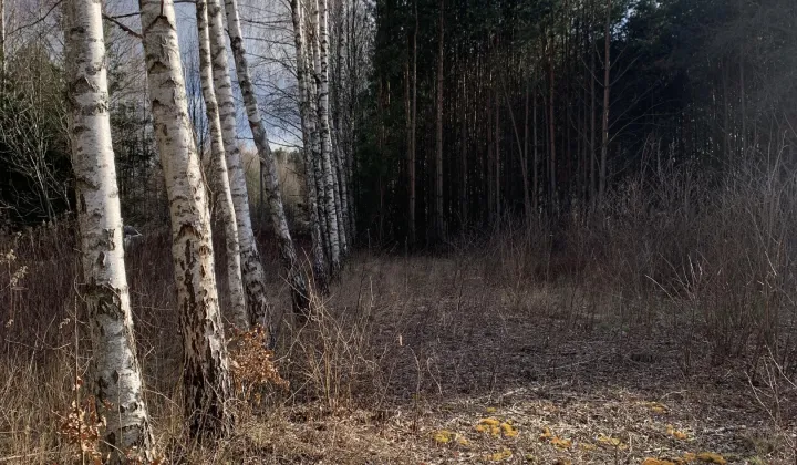 Działka rolno-budowlana Zakole-Wiktorowo, ul. Akacjowa