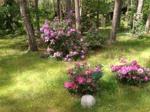 Działka budowlana Wieliszew, ul. Ptasia. Zdjęcie 4