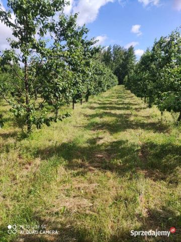 Działka budowlana Pabierowice. Zdjęcie 1