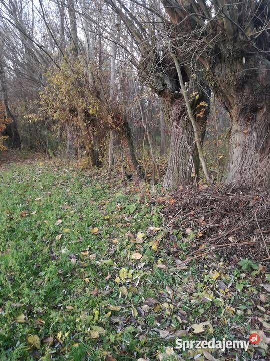 Działka budowlana Pokrzywnica. Zdjęcie 3