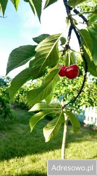 Działka rod Wrocław Tarnogaj, ul. Wiaduktowa. Zdjęcie 6