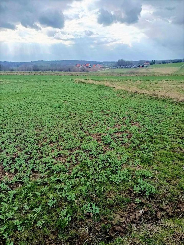 Działka rolna Niechobrz. Zdjęcie 3