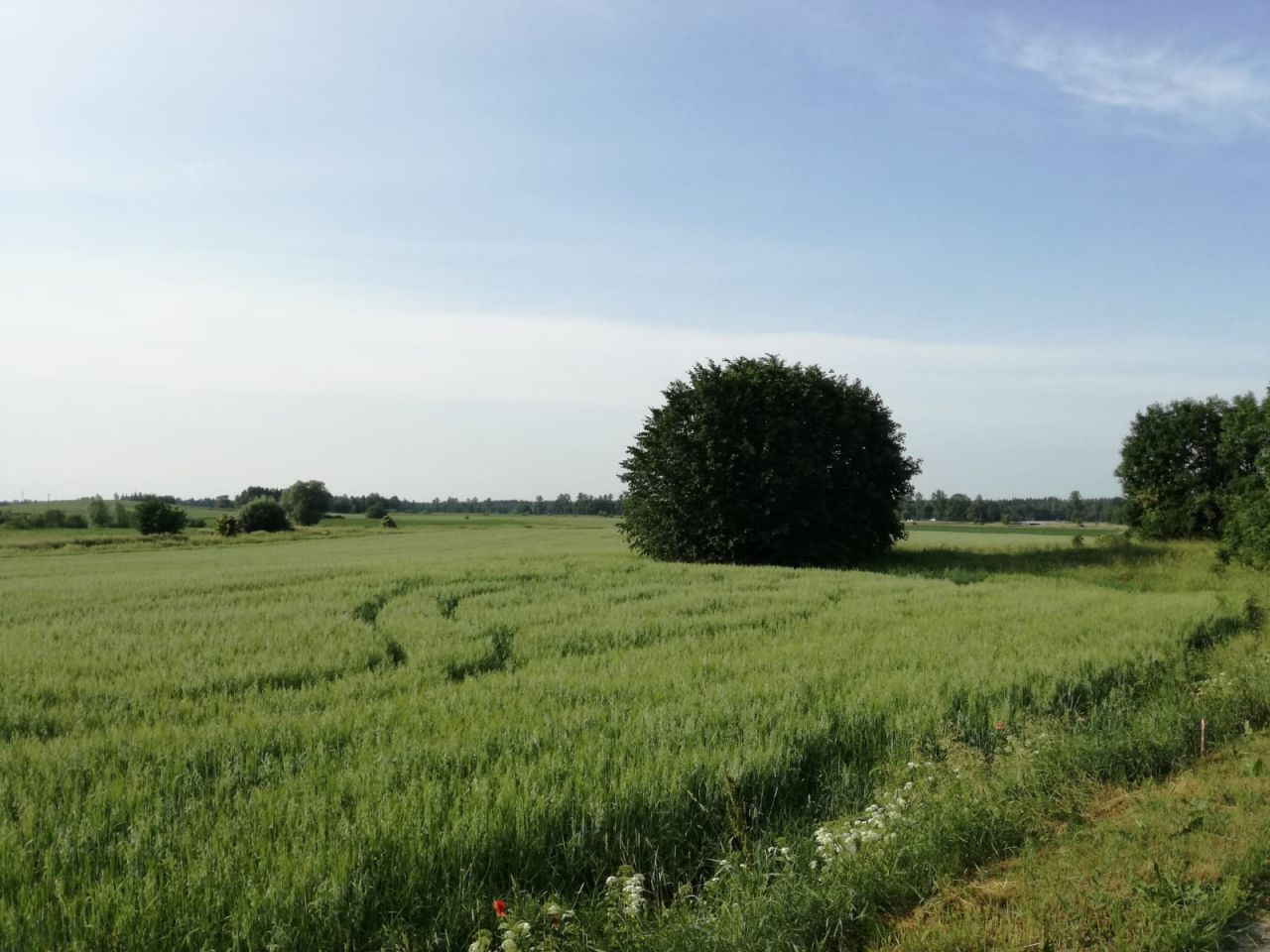 Działka rolno-budowlana Krupin. Zdjęcie 3