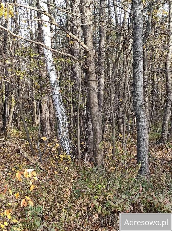 Działka leśna Piaseczno. Zdjęcie 5