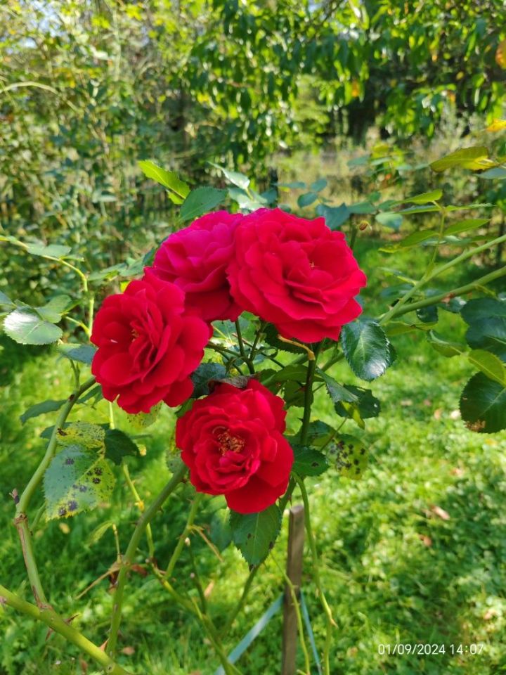 Działka rod Radom, ul. Ciborowska. Zdjęcie 6