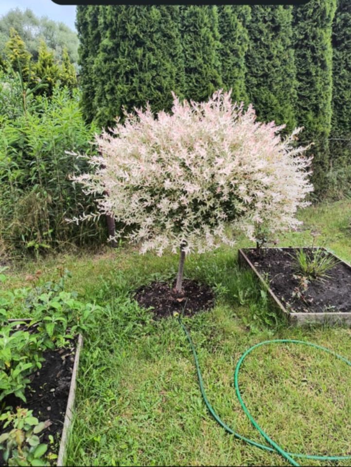 Działka rod Włocławek Lisek, ul. Jastrzębia. Zdjęcie 8