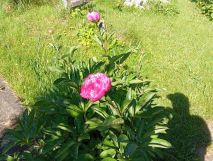 Działka rod Nysa, ul. Saperska. Zdjęcie 4