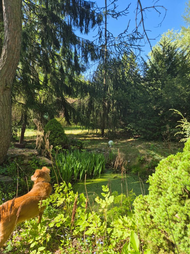 Działka rekreacyjna Popowo-Parcele, Dębowa. Zdjęcie 10