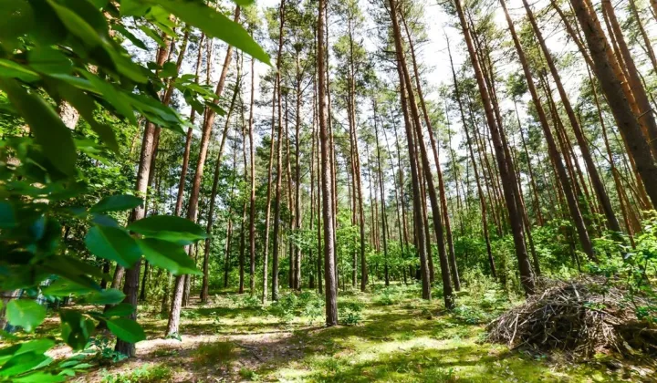 Działka rekreacyjna Poddębie