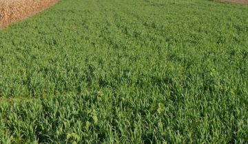 Działka rolna Góra, ul. Cmentarna