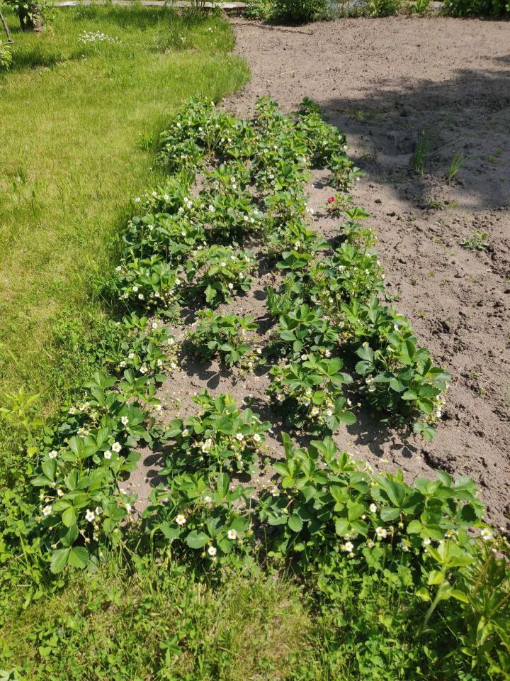 Działka rod Wrocław Pilczyce, ul. Hutnicza. Zdjęcie 4