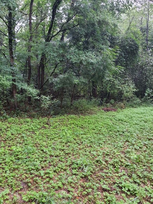 Działka siedliskowa Ludwinowo. Zdjęcie 8