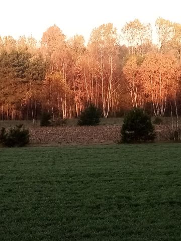 Działka rolno-budowlana Żarnów. Zdjęcie 2