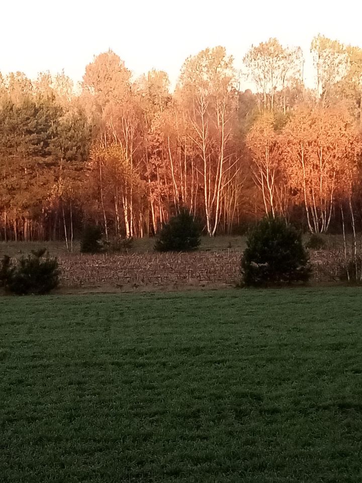 Działka rolno-budowlana Żarnów. Zdjęcie 2