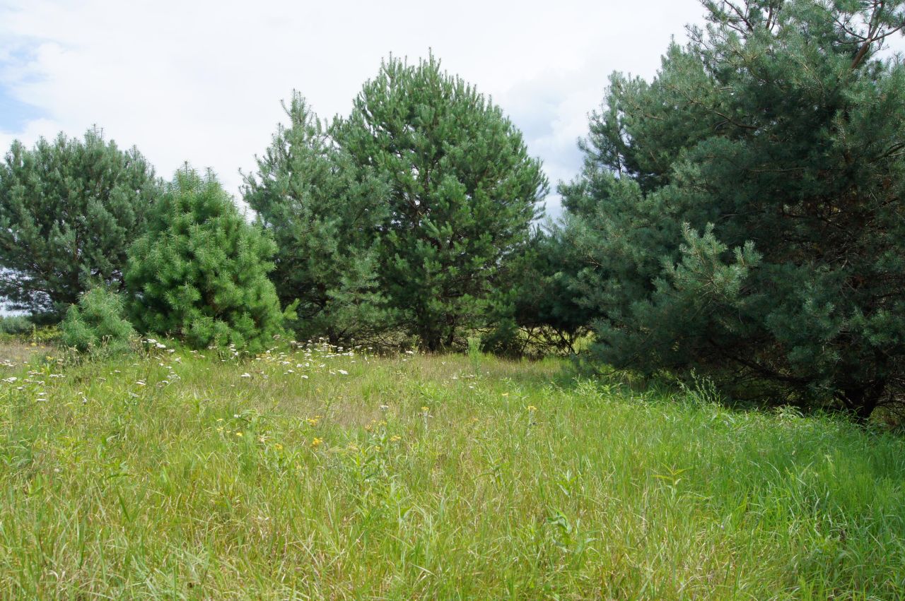 Działka siedliskowa Nagodów. Zdjęcie 4