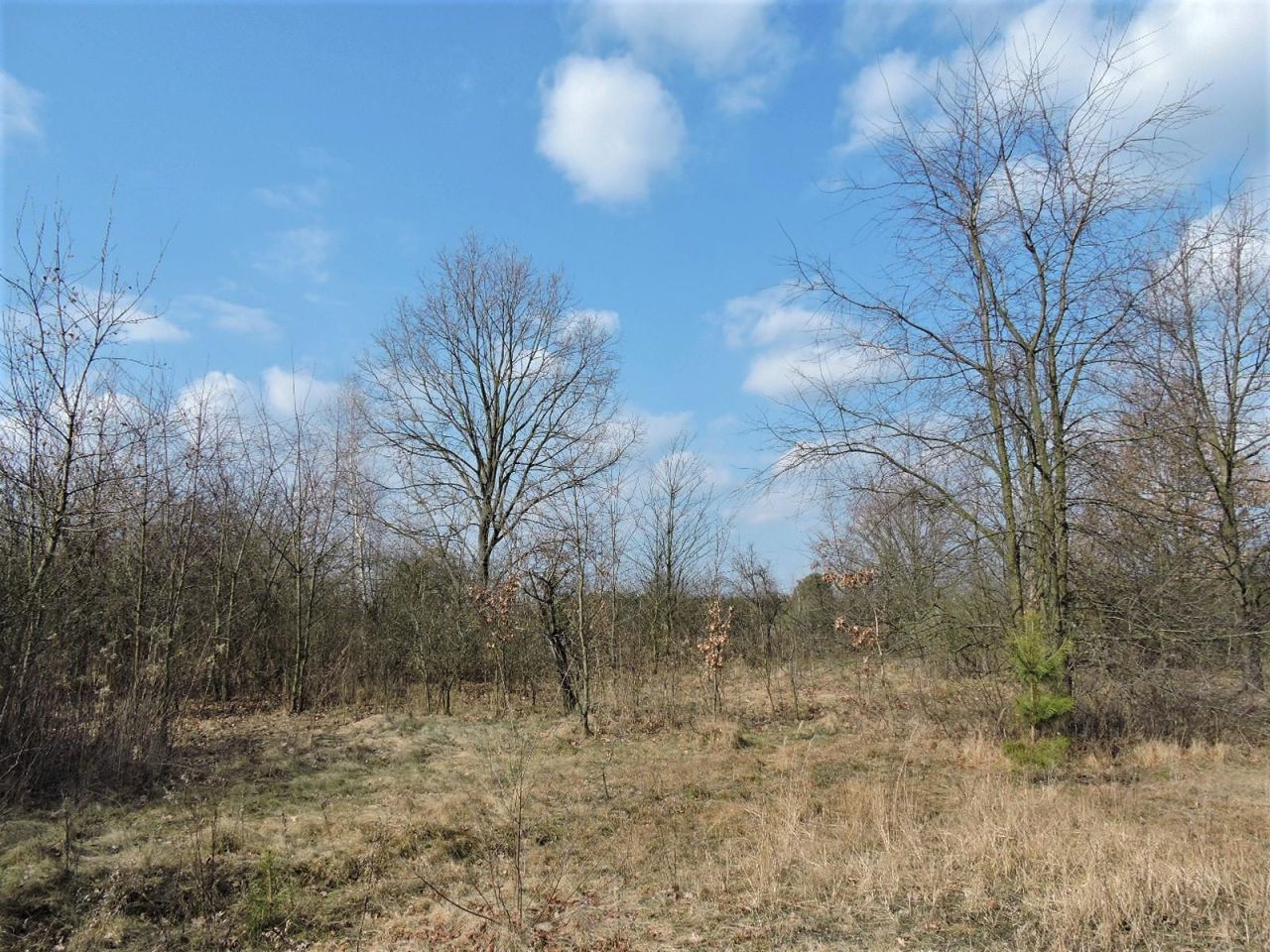 Działka rolno-budowlana Kępiaste. Zdjęcie 5