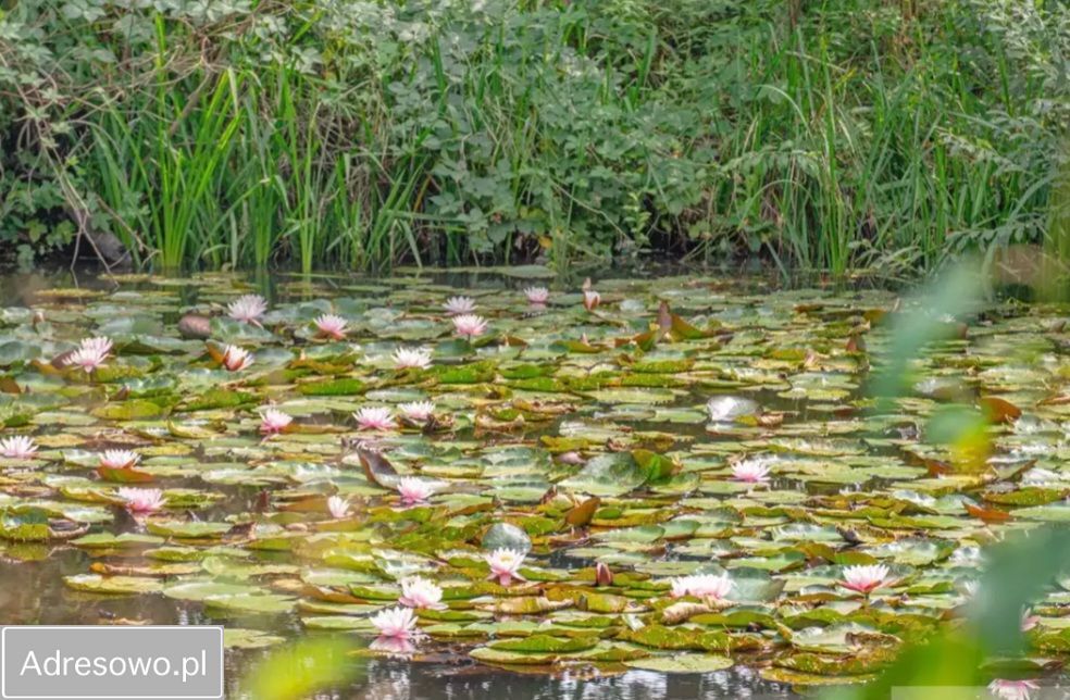 Działka siedliskowa Kup, ul. Polna. Zdjęcie 4