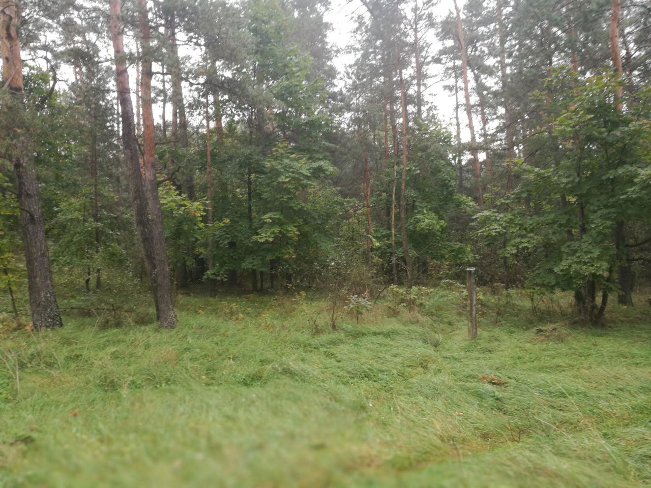 Działka budowlana Jasień. Zdjęcie 4