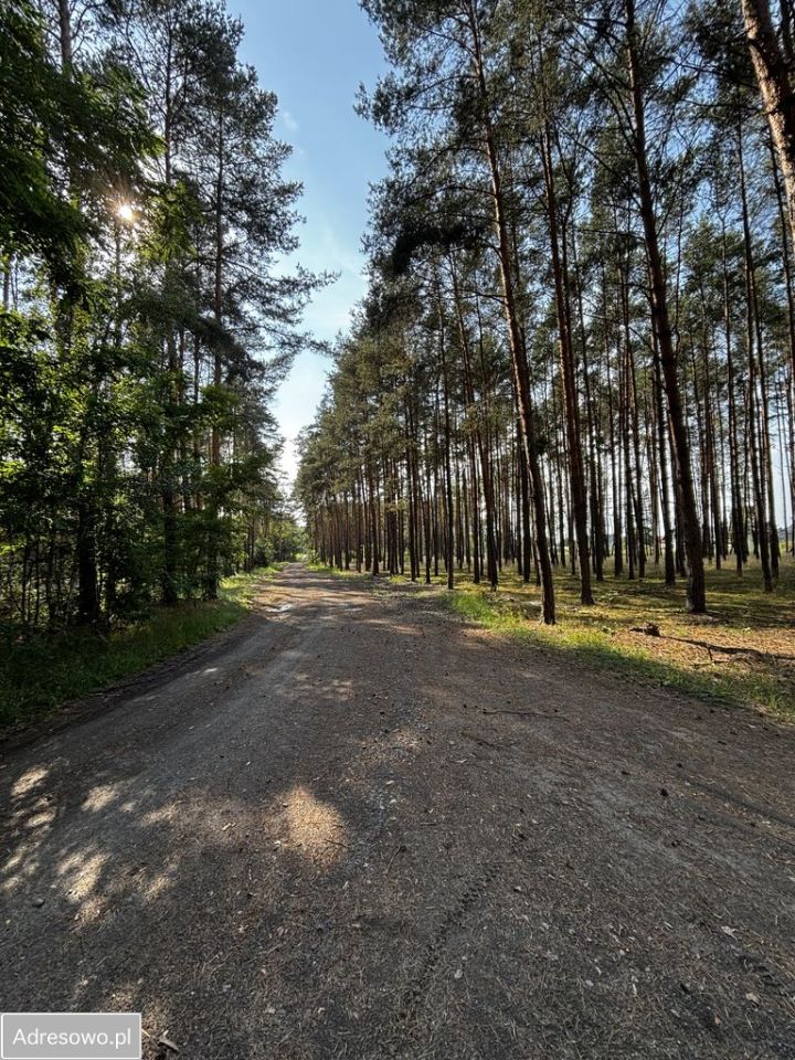Działka leśna Leśniów Wielki. Zdjęcie 2