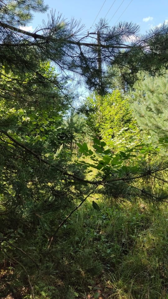 Działka siedliskowa Wola Pniewska. Zdjęcie 2