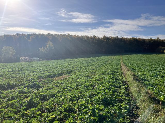 Działka budowlana Piekary Śląskie Kozłowa Góra, ul. Alfonsa Zgrzebnioka. Zdjęcie 1