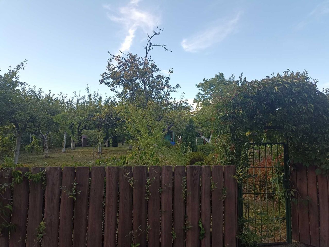 Działka rod Sulechów. Zdjęcie 5