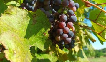 Działka rolno-budowlana Przybysławice