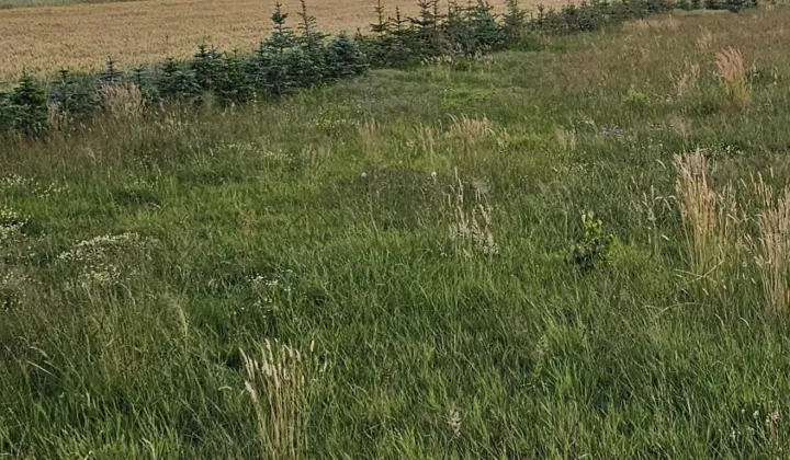 Działka budowlana Lisów