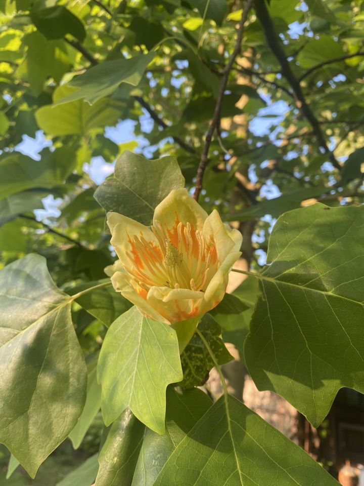 Działka rod Otwock Teklin, ul. Grunwaldzka. Zdjęcie 3