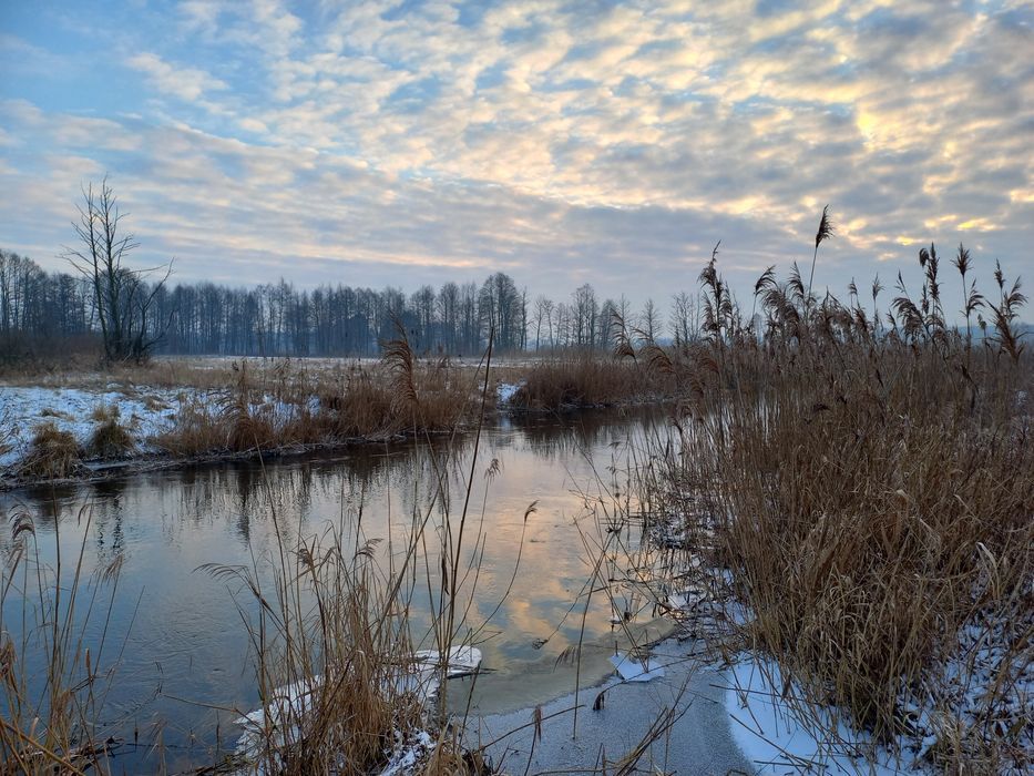 Działka rolna Tchórzanka. Zdjęcie 1