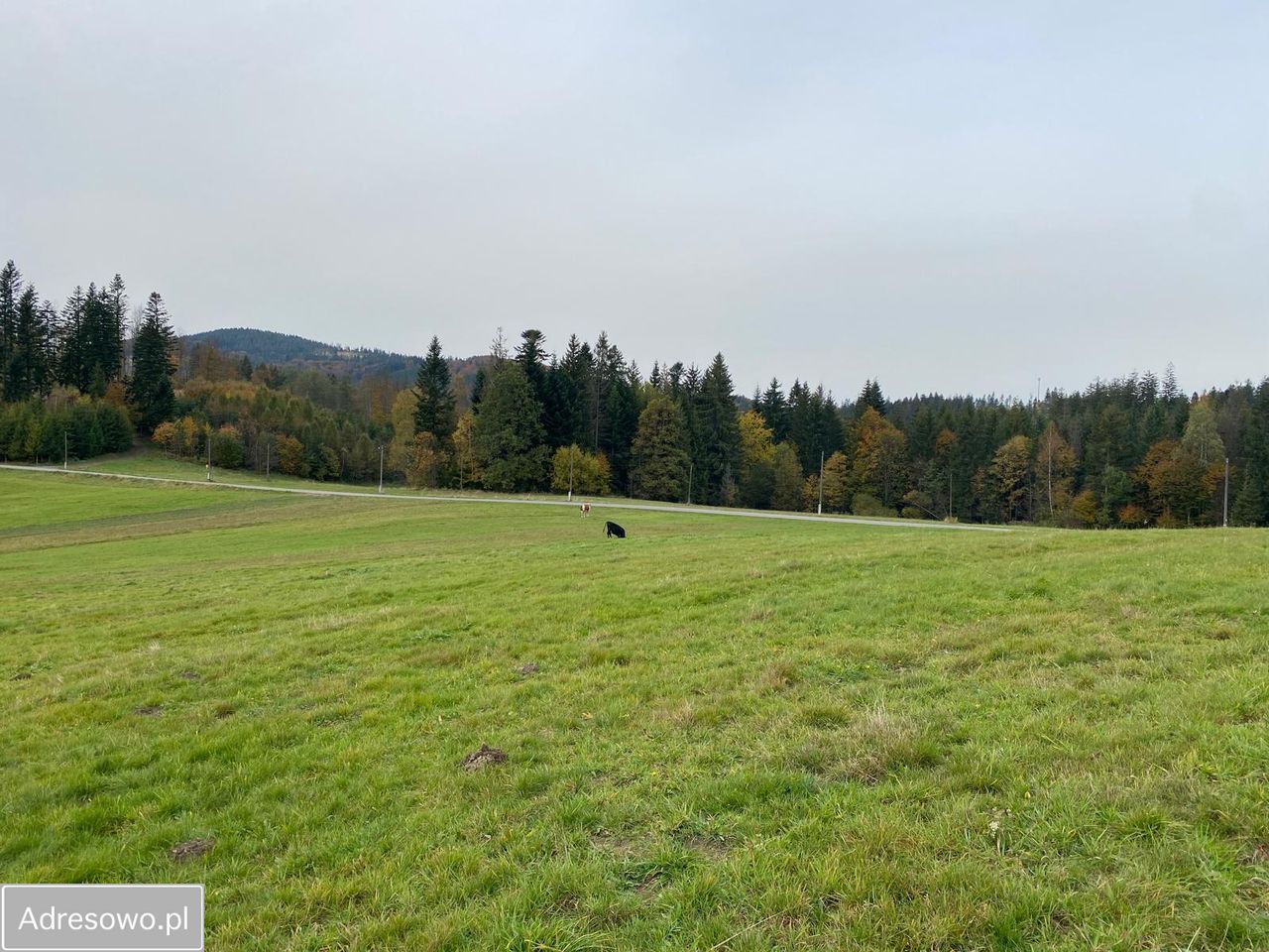 Działka inwestycyjna Jaworzynka Łupienie. Zdjęcie 6