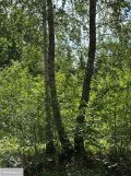 Działka budowlana Strzeniówka, ul. Magnolii. Zdjęcie 3