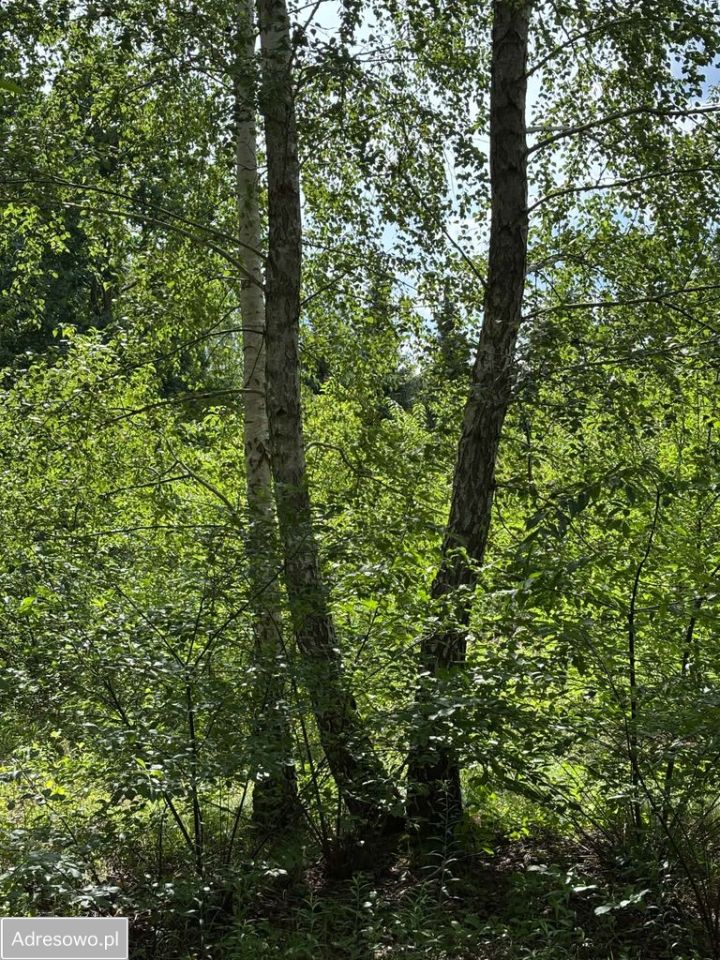 Działka budowlana Strzeniówka, ul. Magnolii. Zdjęcie 4