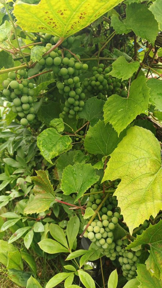 Działka rod Bytom. Zdjęcie 8