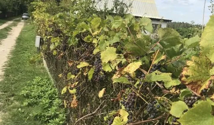 Działka rekreacyjna Grochowa