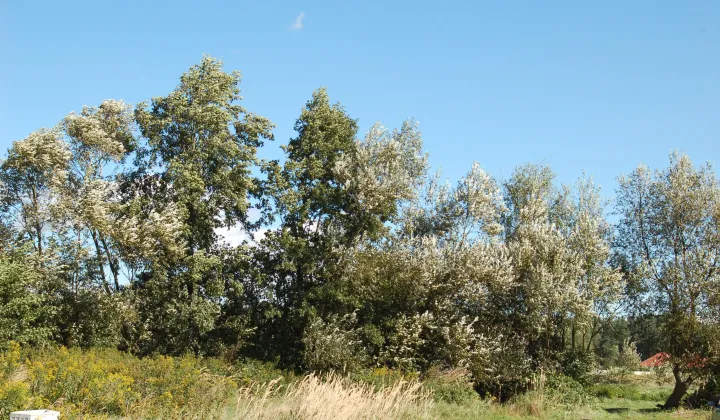 Działka budowlana Chrząstawa Wielka, ul. Spokojna