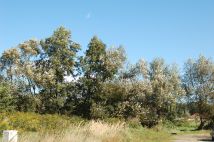 Działka budowlana Chrząstawa Wielka, ul. Spokojna