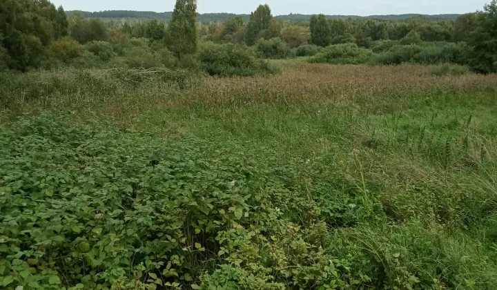 Działka rolna Zielenica, brak